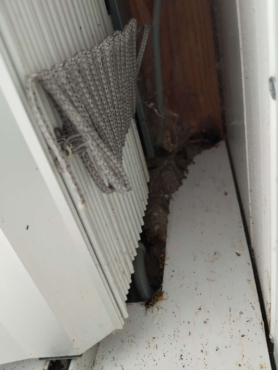 Relocate bees & remove bee nest