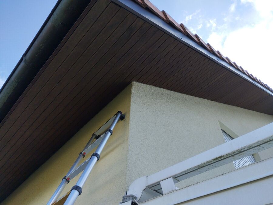 Relocate bees & remove bee nest