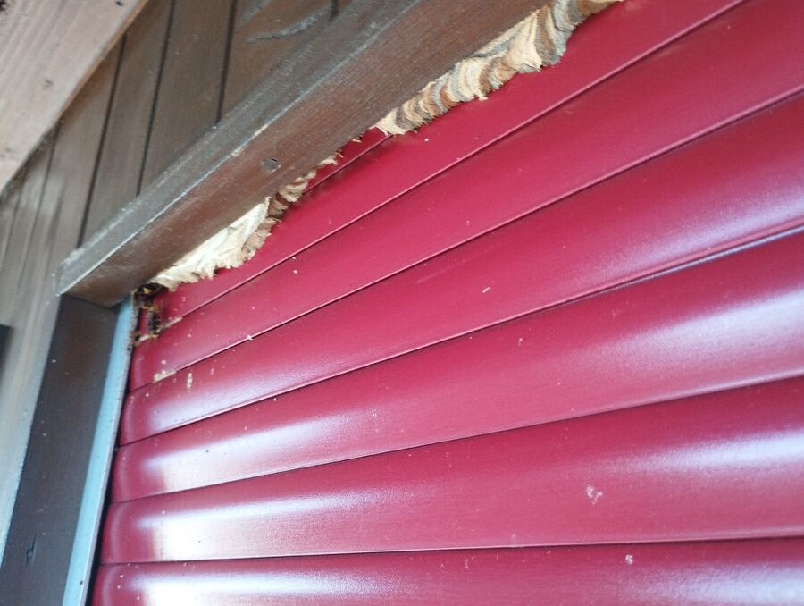 Bee nest at the house remove