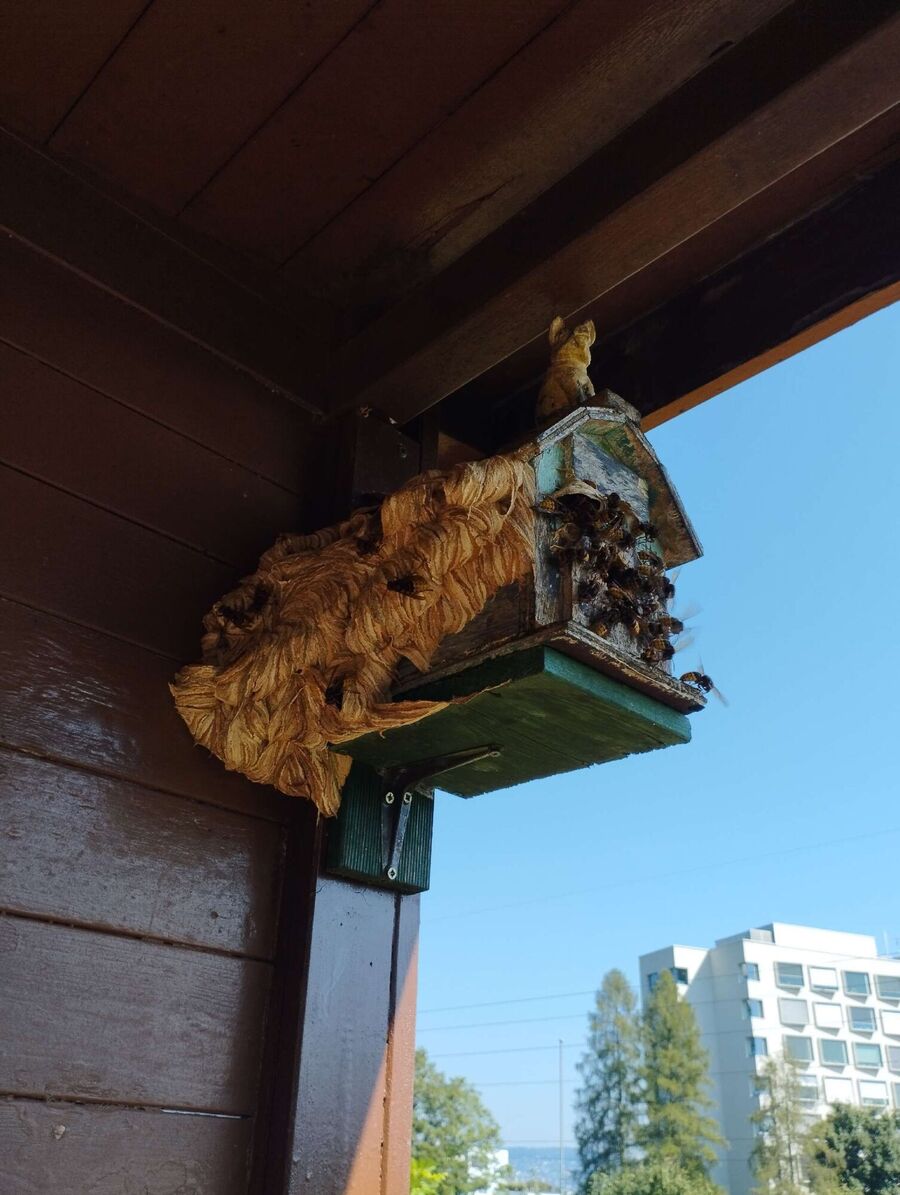 Remove bee nest