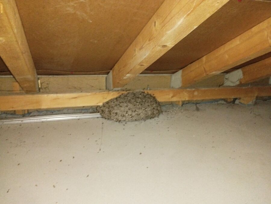 Bee nest at the house remove
