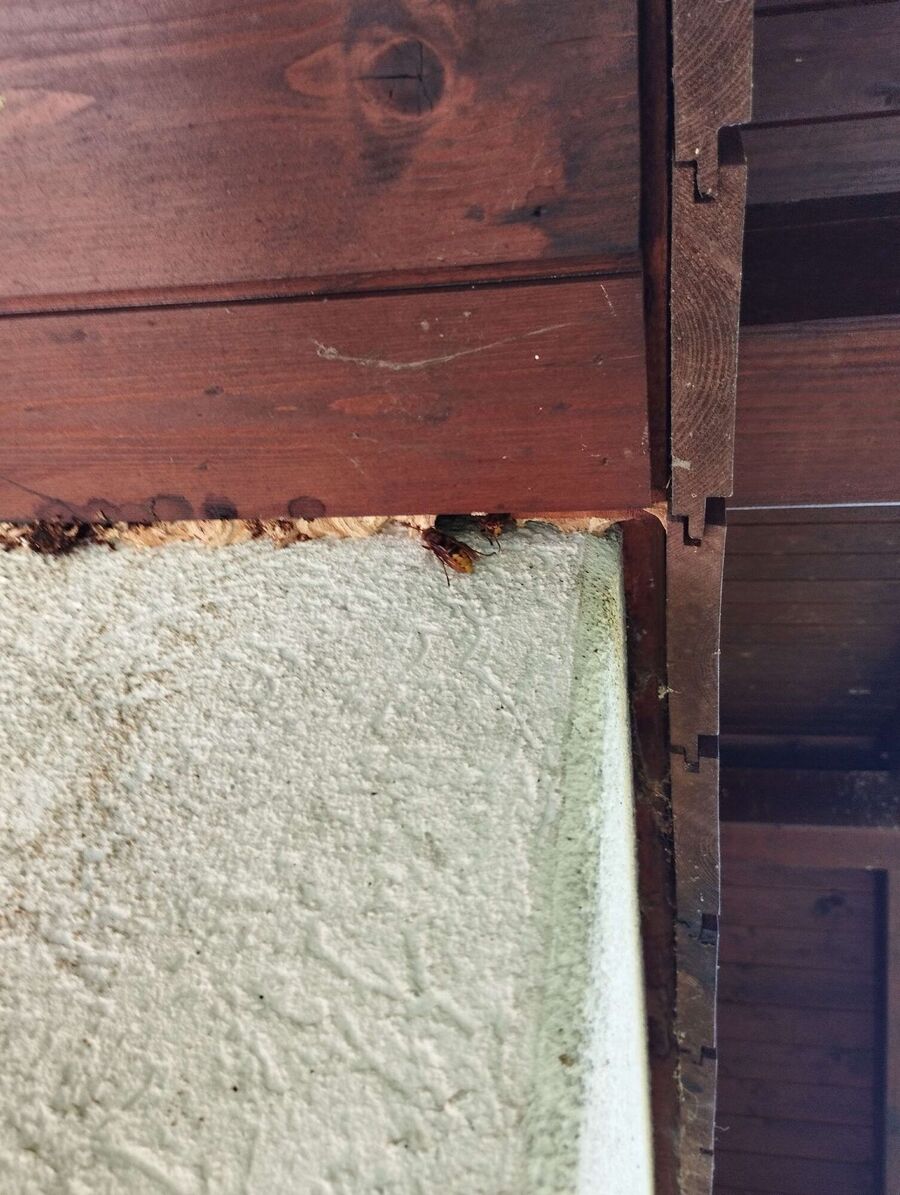 Relocate bees & remove bee nest