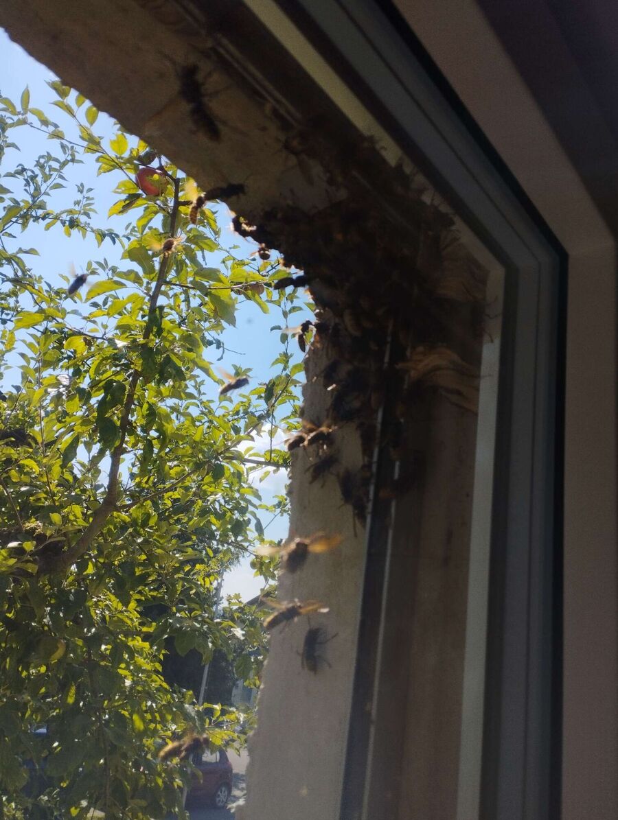 Bee nest at the house remove