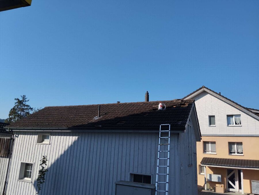 Relocate bees & remove bee nest