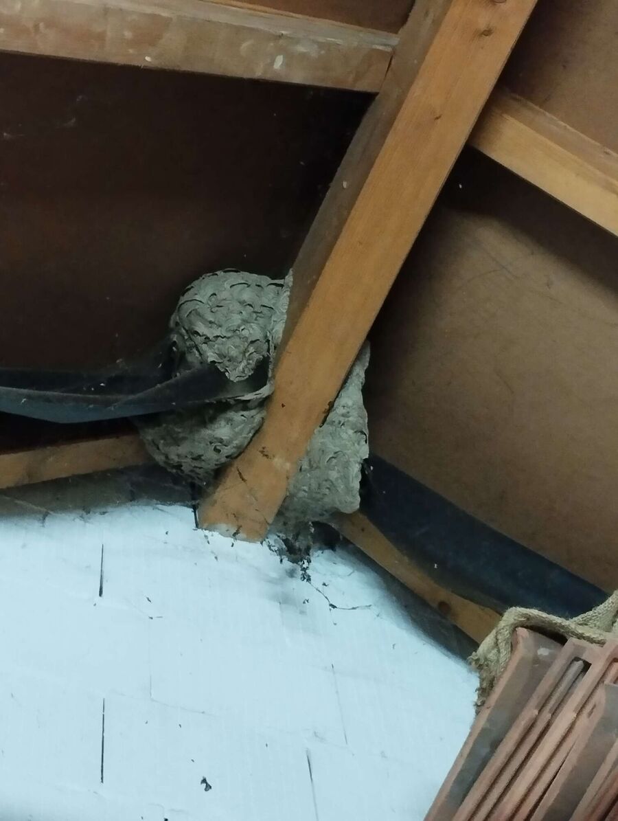 Bee nest at the house remove