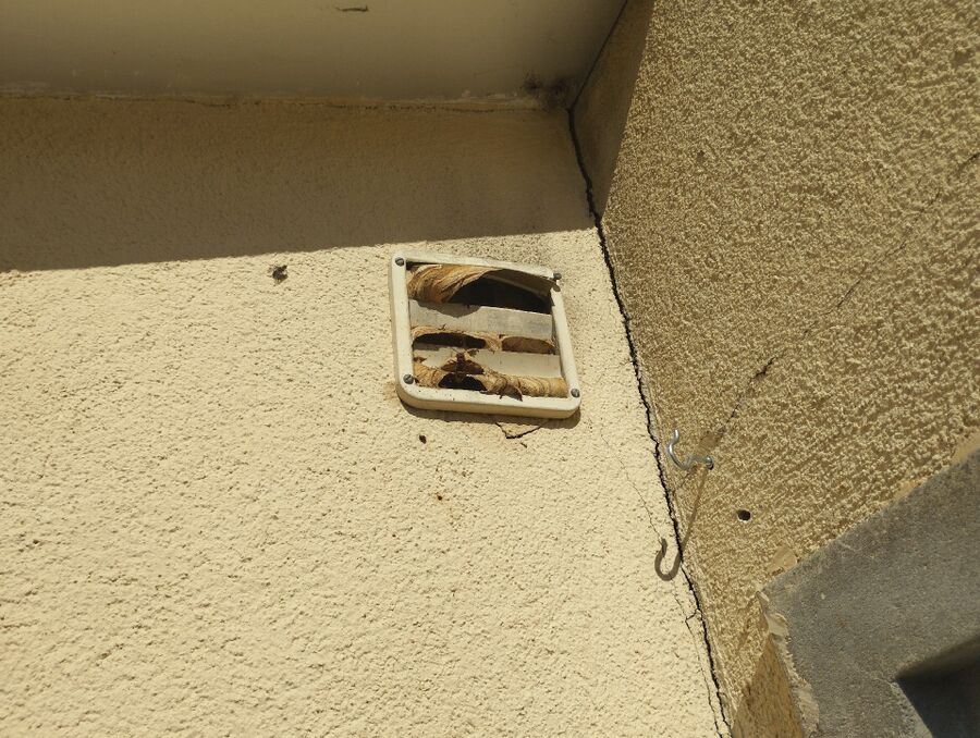 Bee nest at the house remove