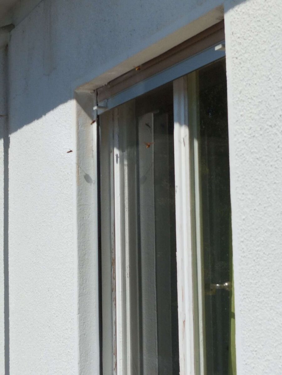 Bee nest at the house remove