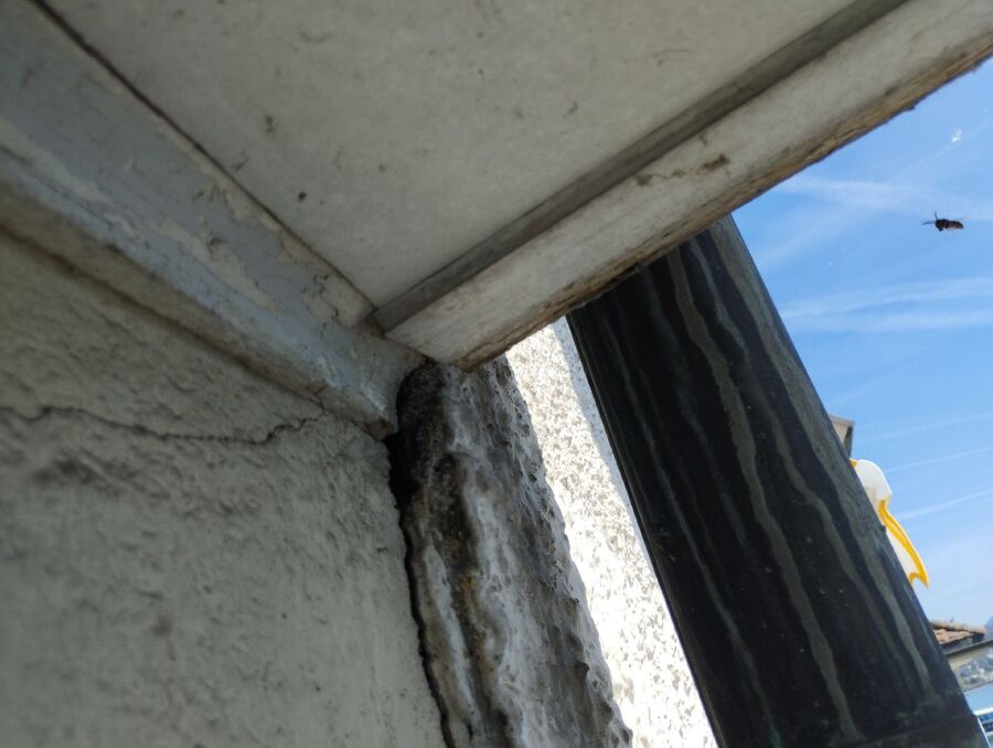 Relocate bees & remove bee nest