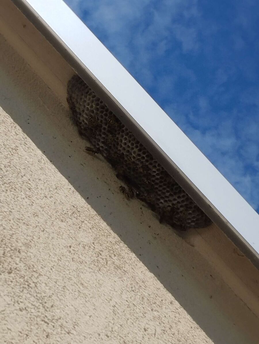 Remove bee nest