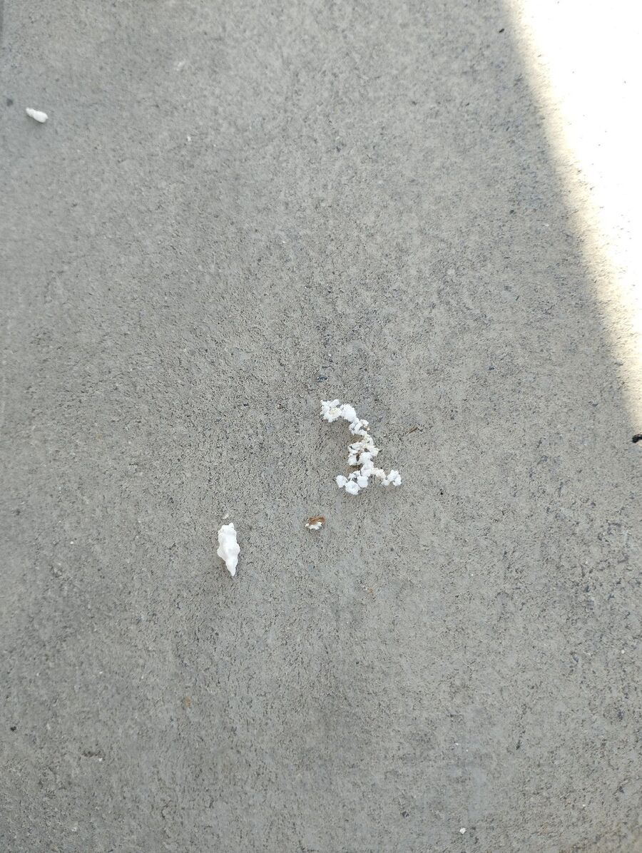 Bee nest at the house remove