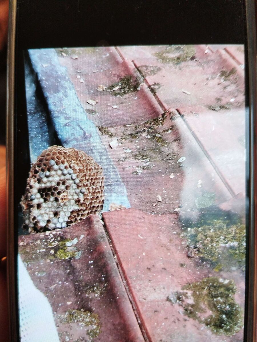 Bee nest at the house remove