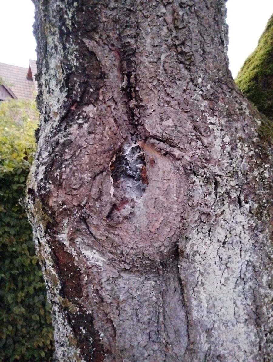 Bee nest at the house remove