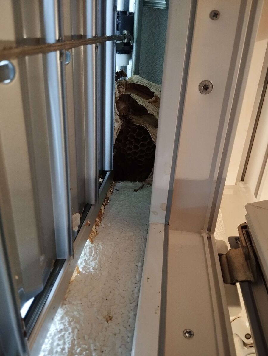 Relocate bees & remove bee nest