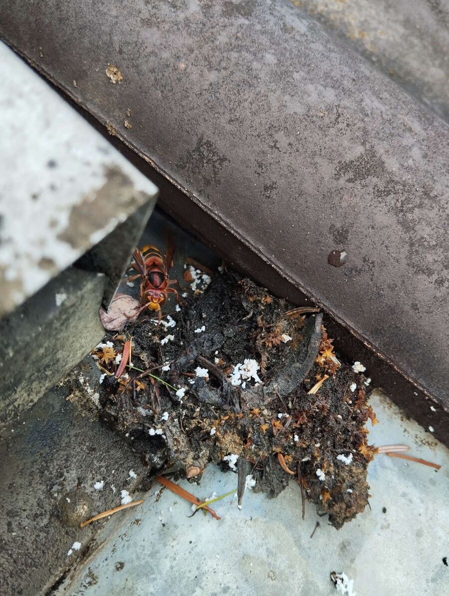 Remove bee nest