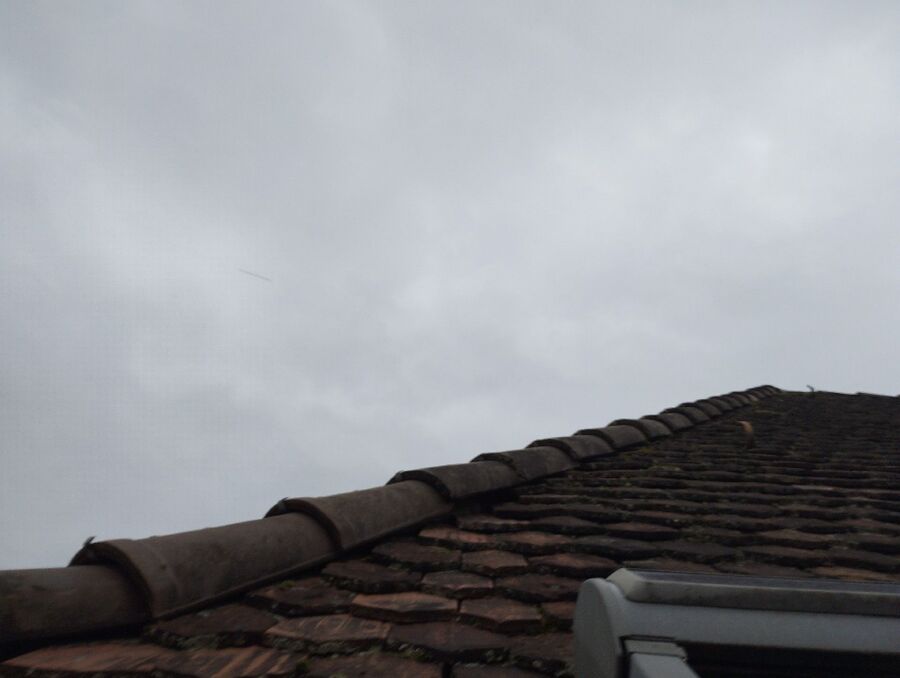 Relocate bees & remove bee nest