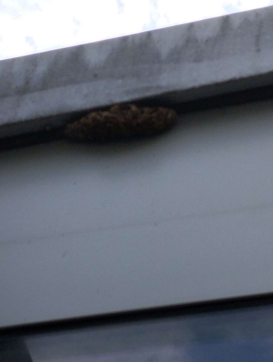 Bee nest at the house remove