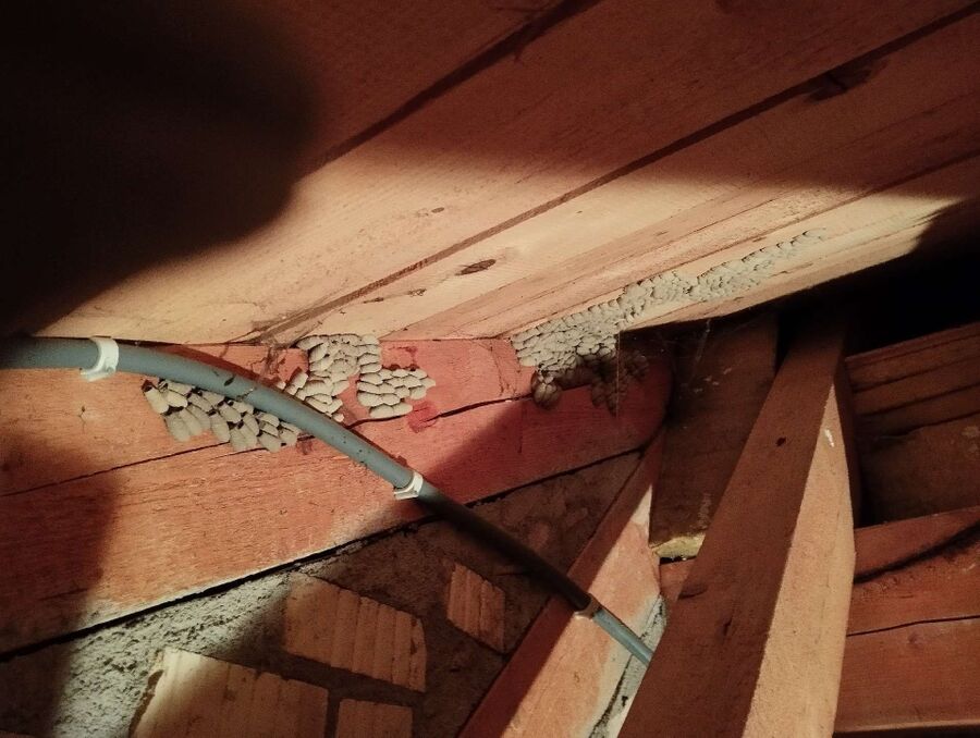 Relocate bees & remove bee nest