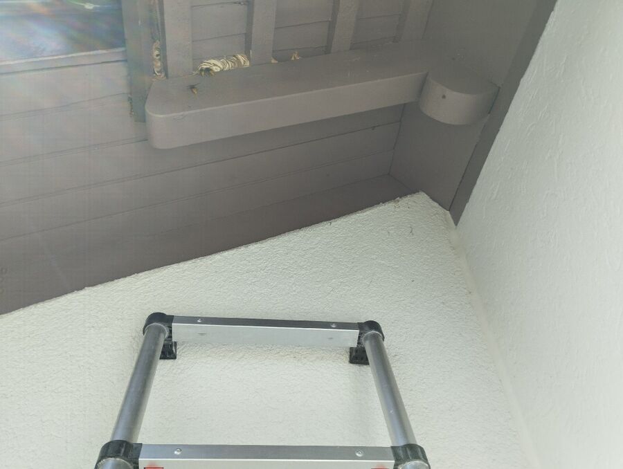 Relocate bees & remove bee nest