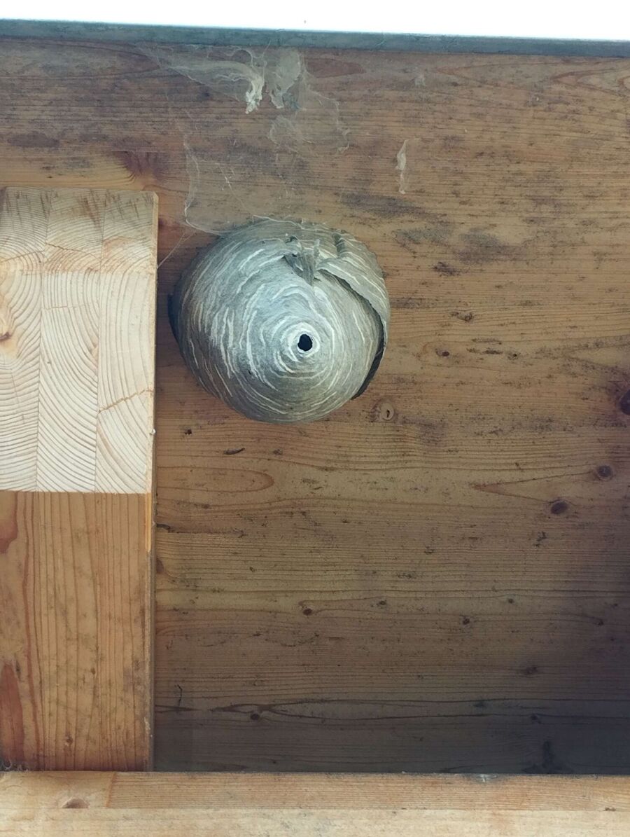 Bee nest at the house remove