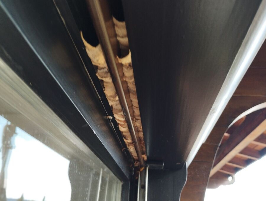 Bee nest at the house remove