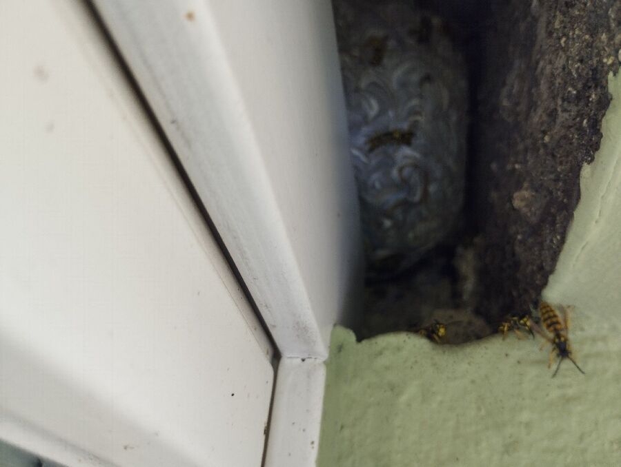 Relocate bees & remove bee nest