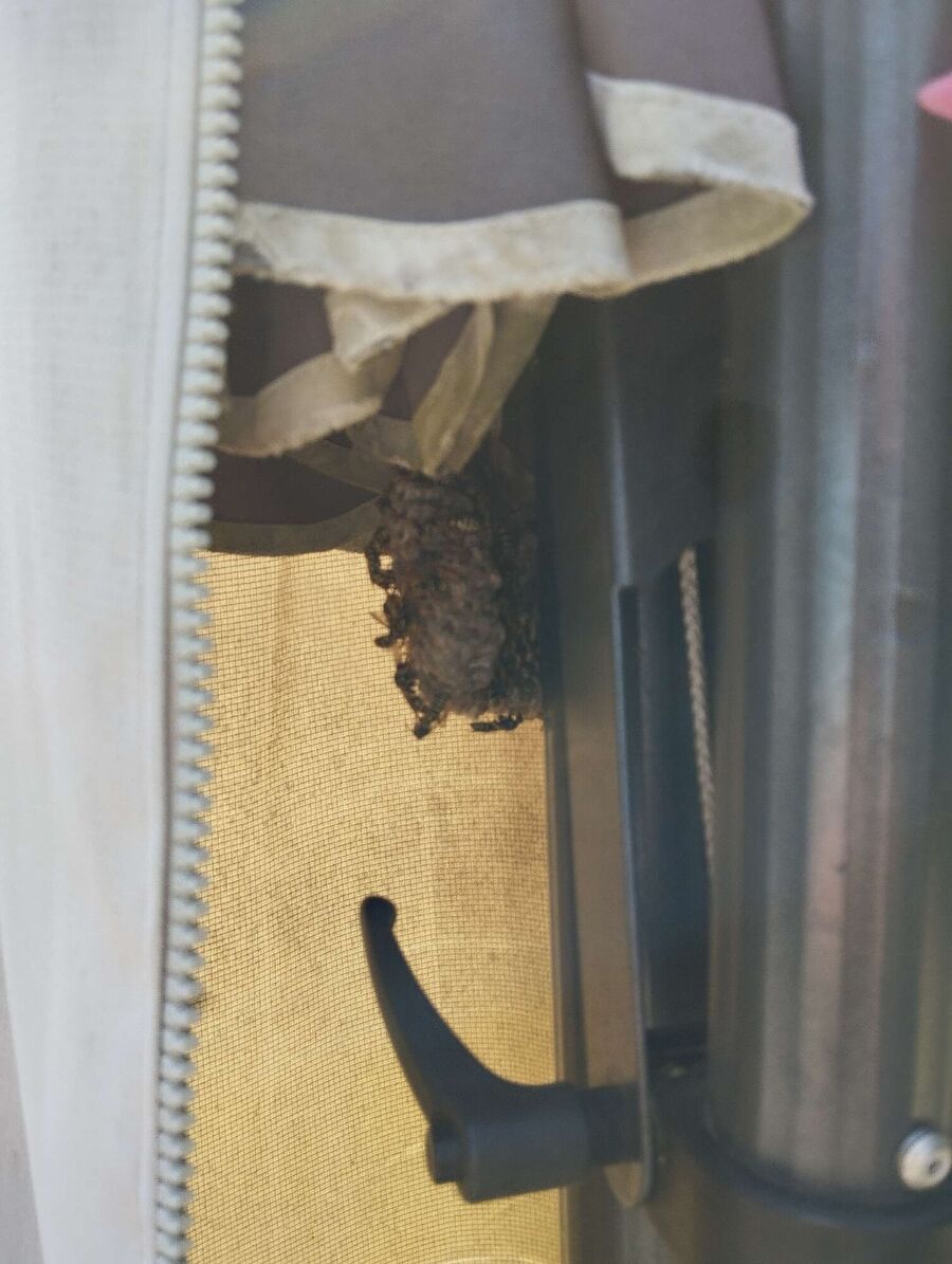 Relocate bees & remove bee nest