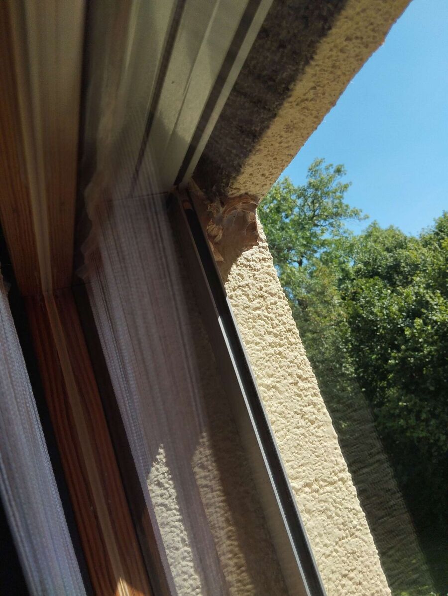 Relocate bees & remove bee nest