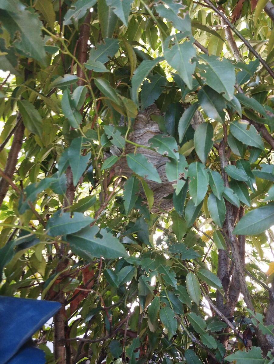 Relocate bees & remove bee nest