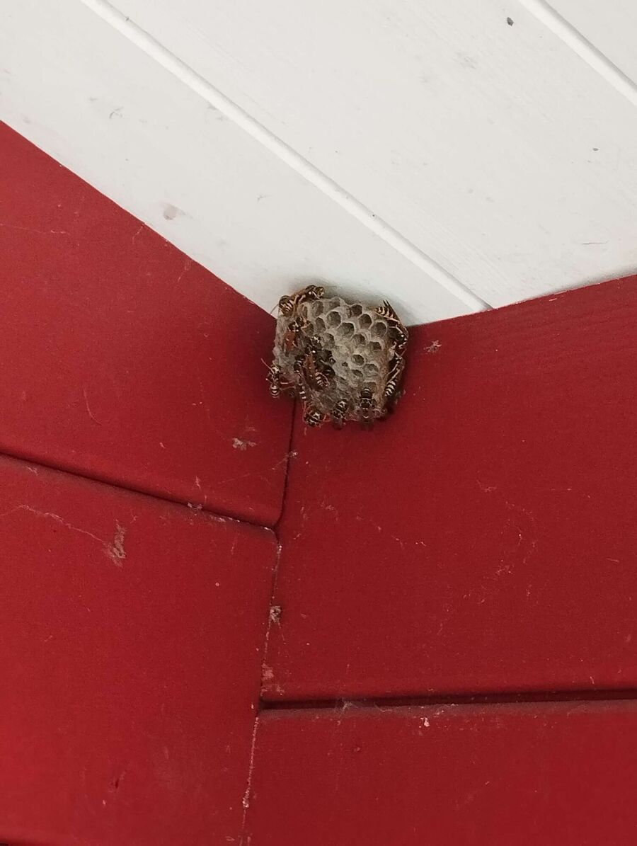 Bee nest at the house remove