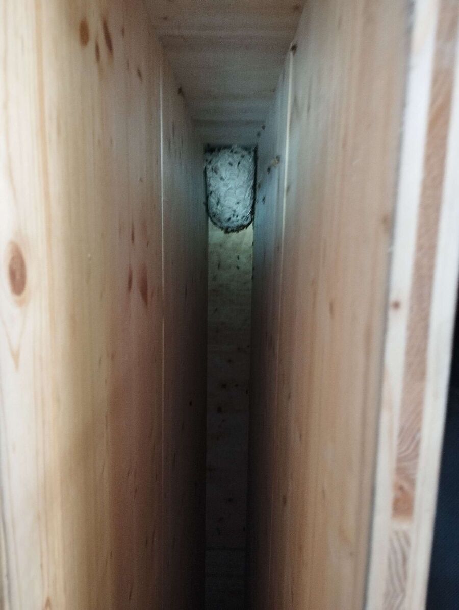 Bee nest at the house remove