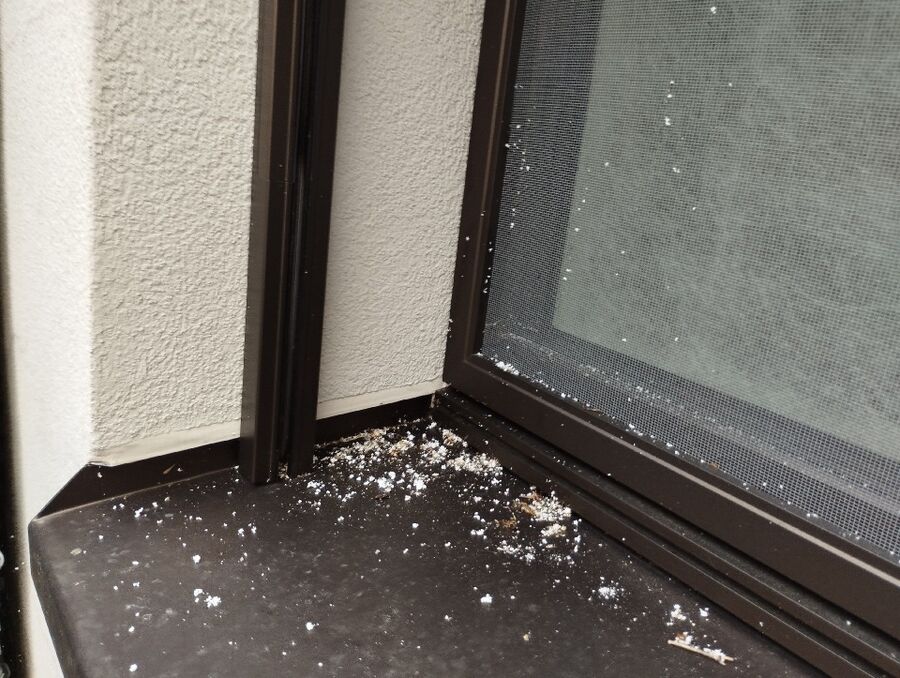 Relocate bees & remove bee nest