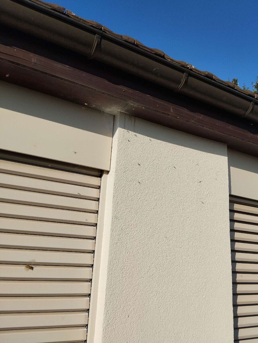 Relocate bees & remove bee nest