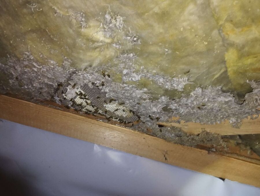 Relocate bees & remove bee nest