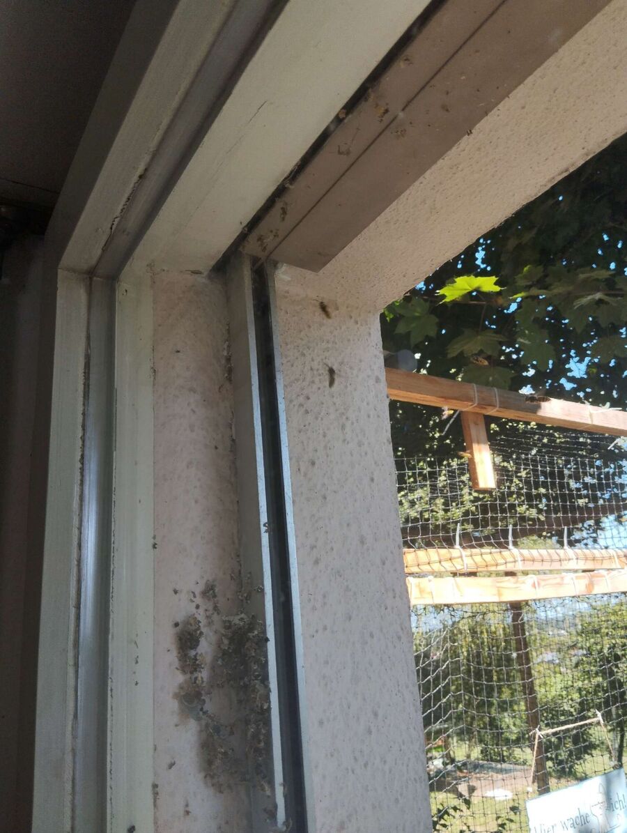 Bee nest at the house remove