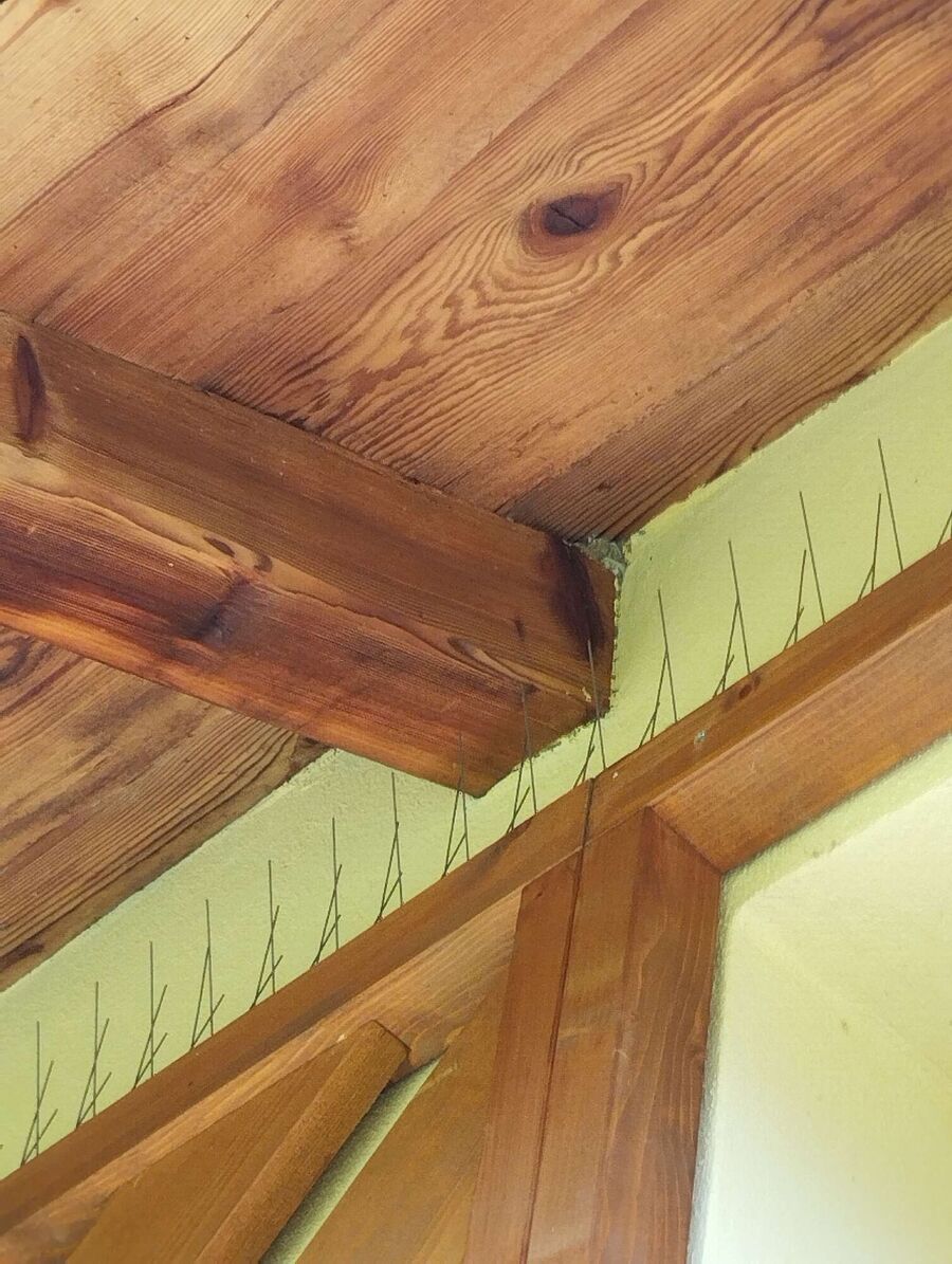 Relocate bees & remove bee nest