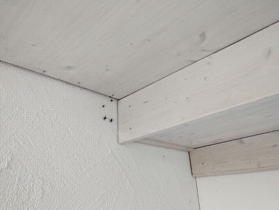 Relocate bees & remove bee nest