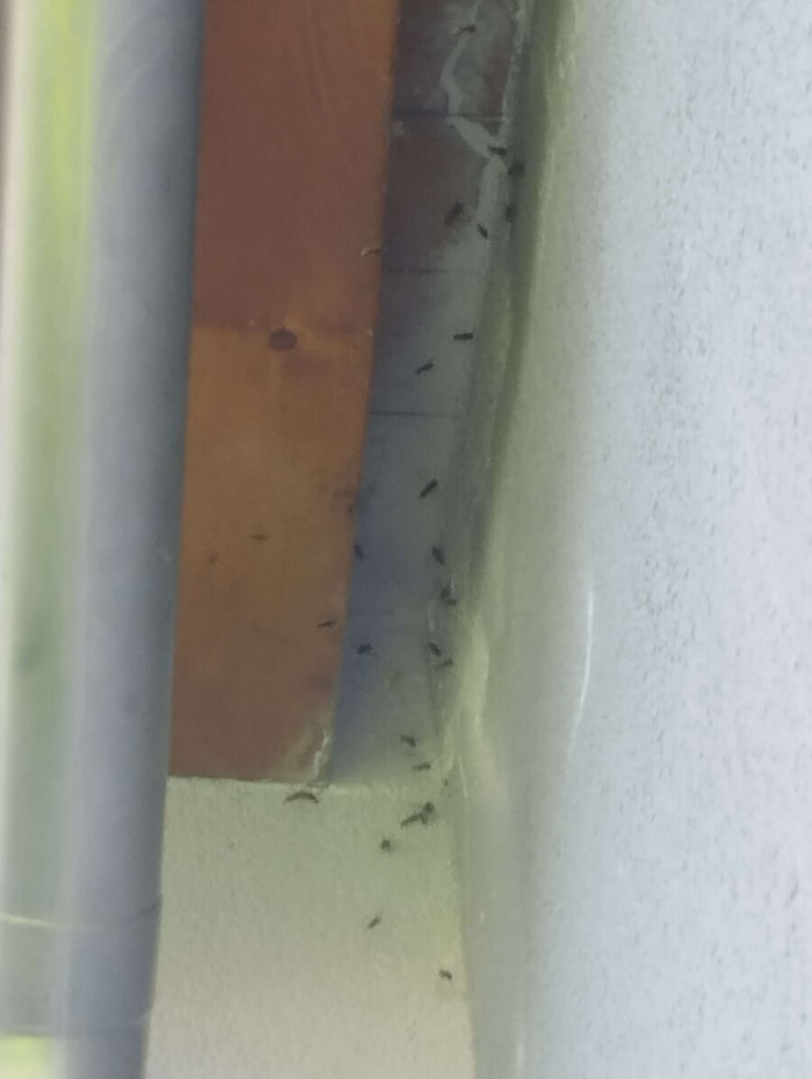 Bee nest at the house remove