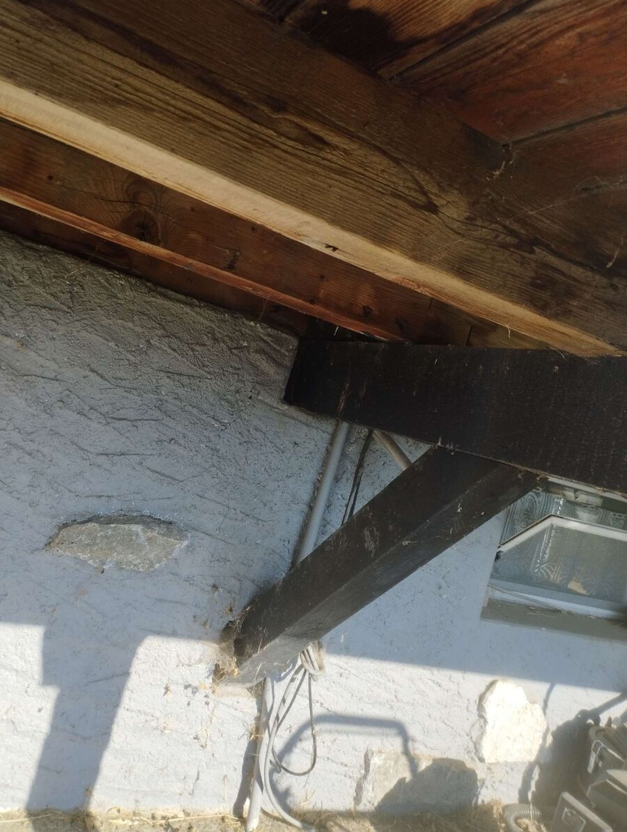 Relocate bees & remove bee nest