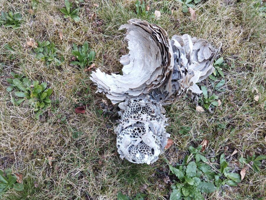 Relocate bees & remove bee nest