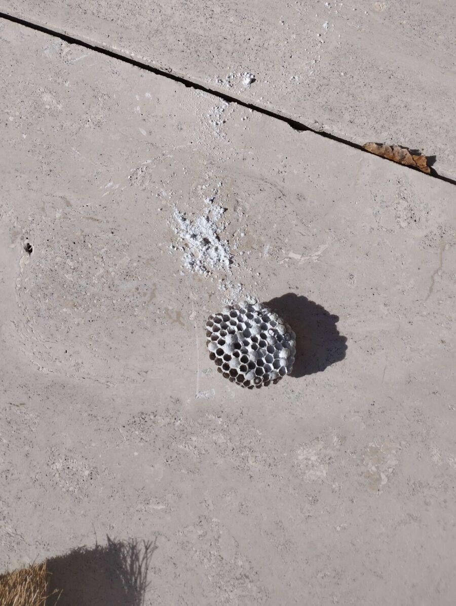 Relocate bees & remove bee nest