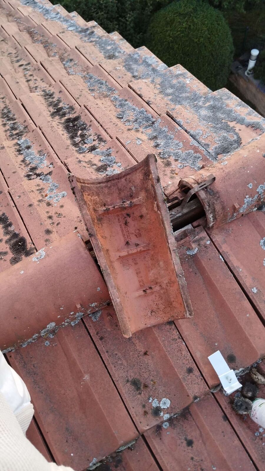 Bee nest at the house remove