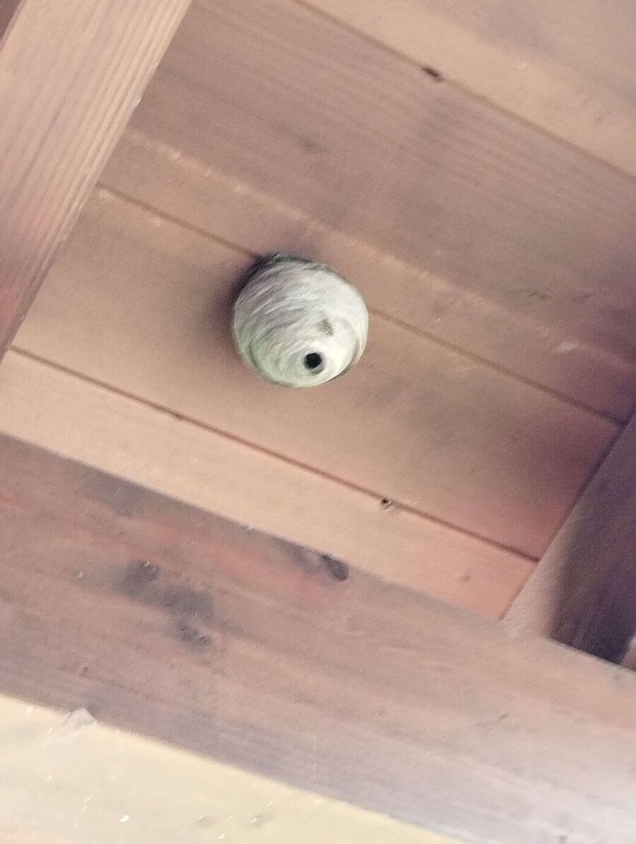 Bee nest at the house remove