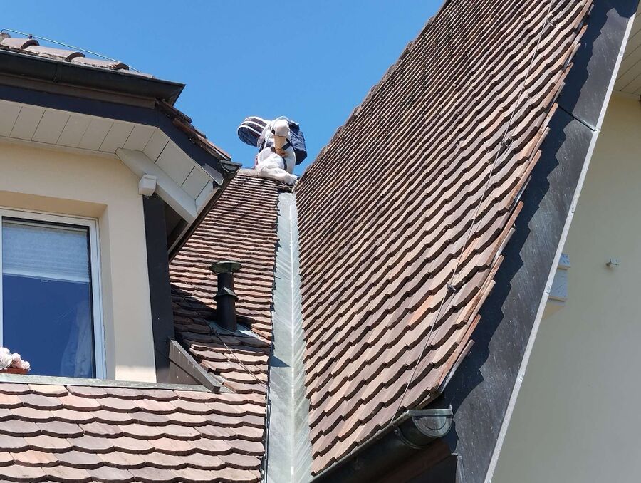 Bee nest at the house remove