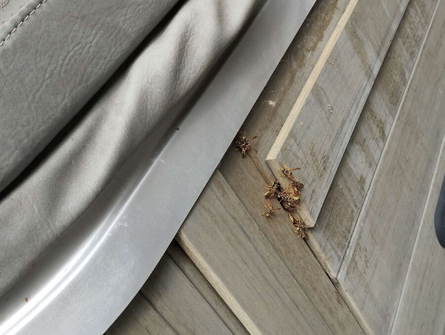 Bee nest at the house remove