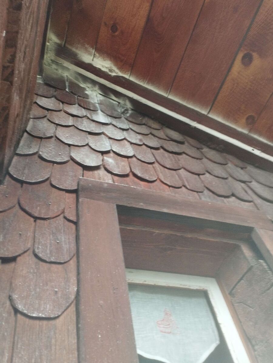 Relocate bees & remove bee nest