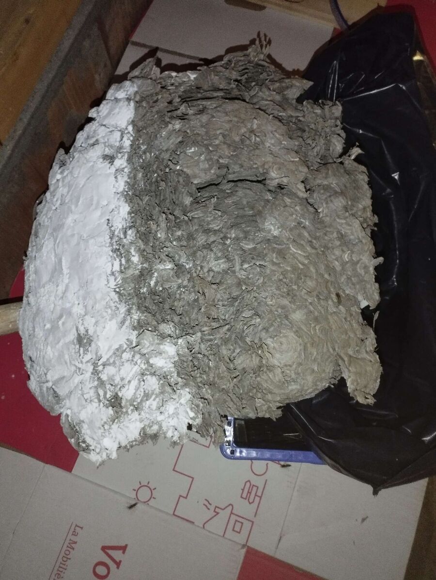 Bee nest at the house remove