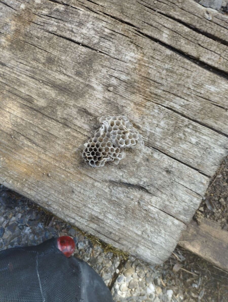 Bee nest at the house remove