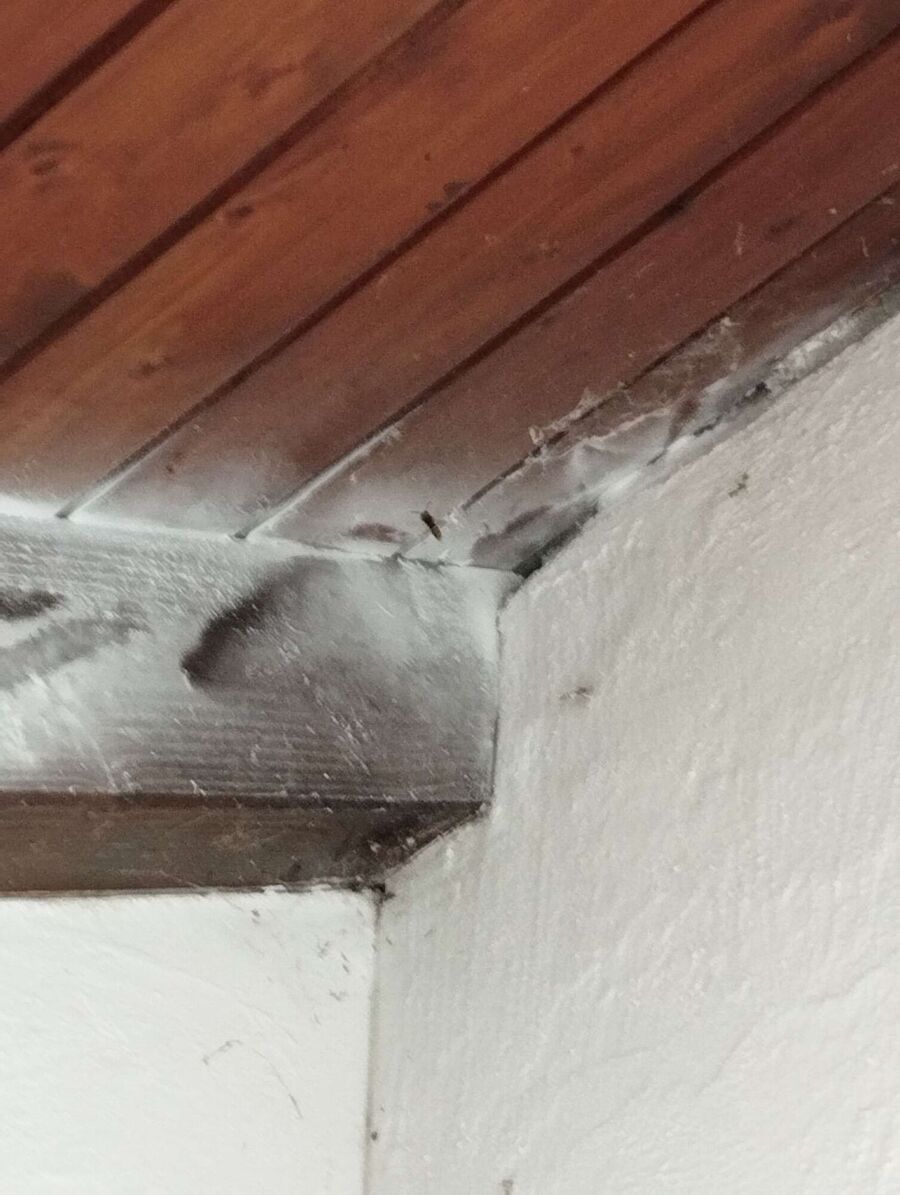 Relocate bees & remove bee nest