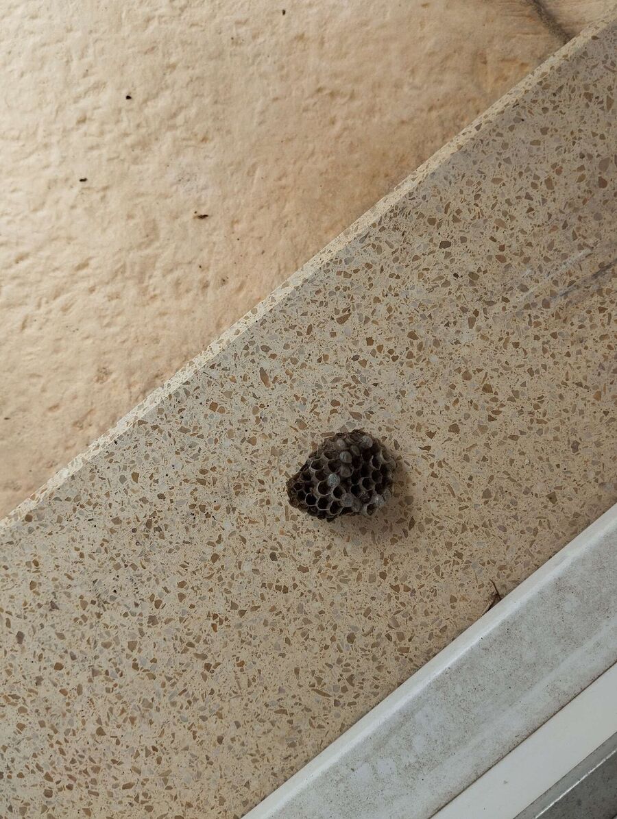 Bee nest at the house remove