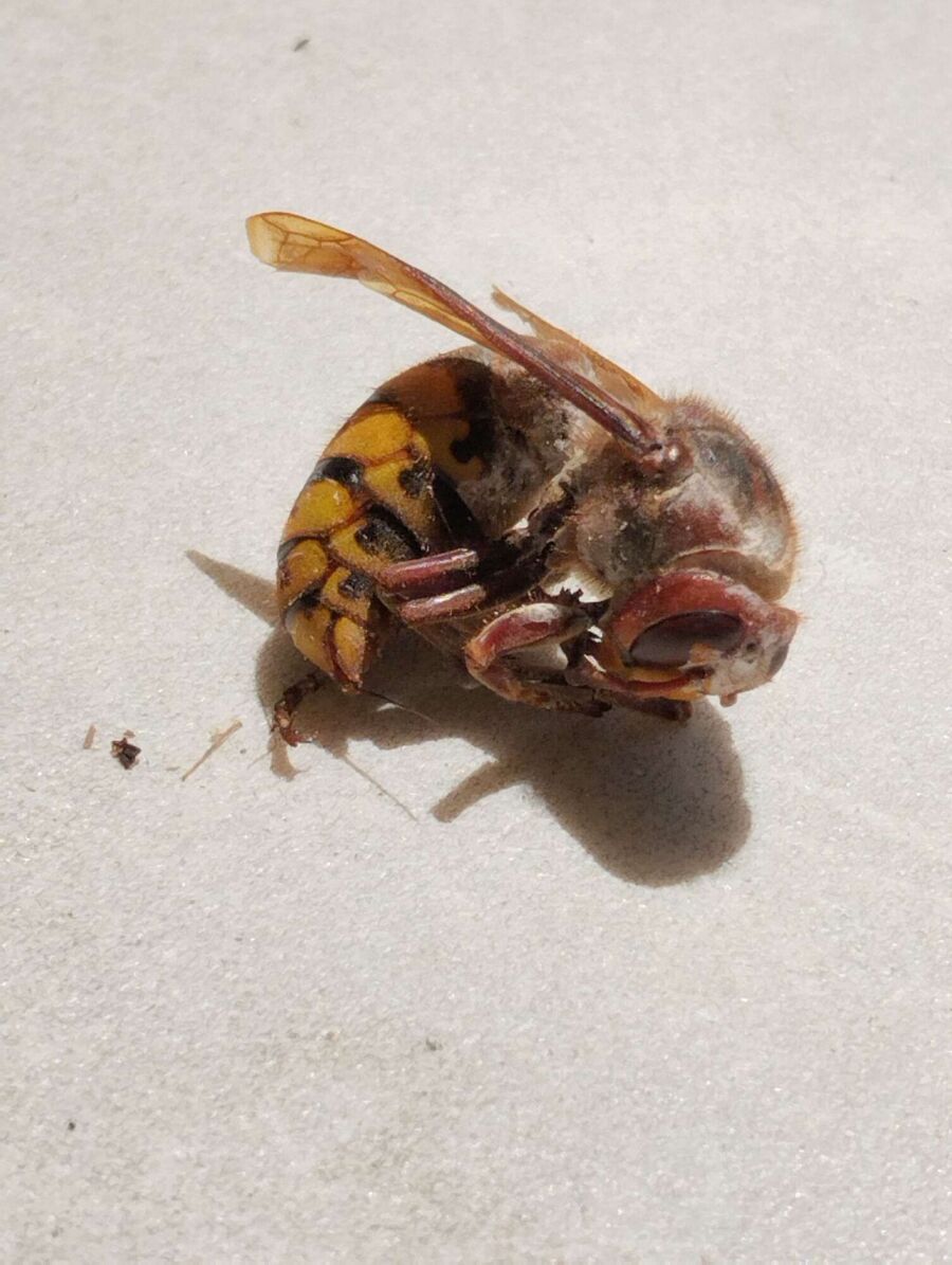 Bee nest at the house remove